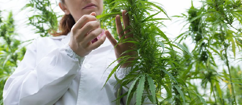 Colombia: Posibles modificaciones a la normativa de Cannabis para usos medicinales